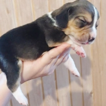 Bunny, tricolor Beagle for sale
