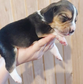 Perros Beagle en venta
