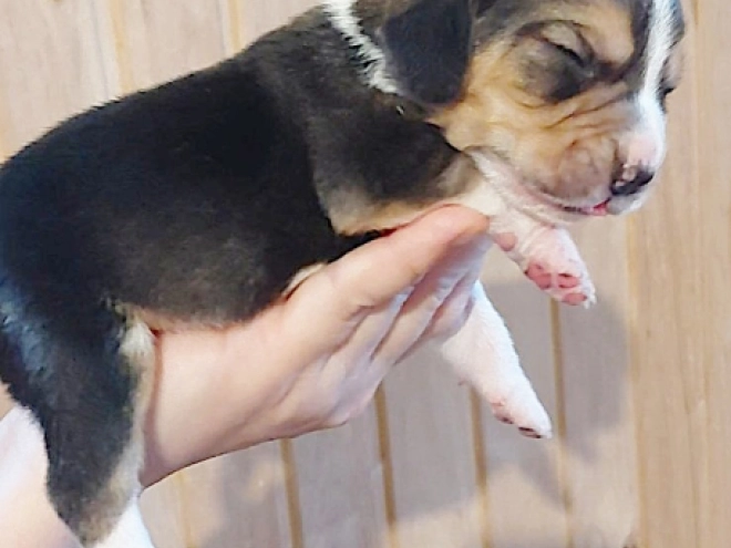 Perros Beagle en venta
