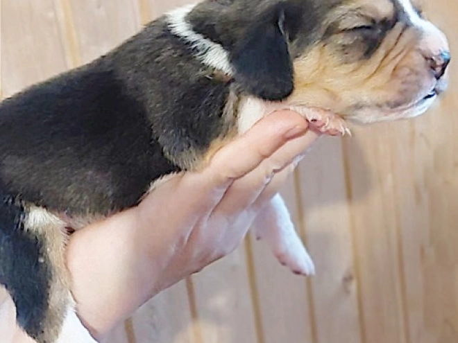 Perros Beagle en venta