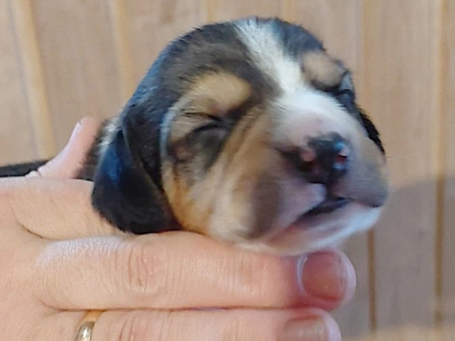 Perros Beagle en venta