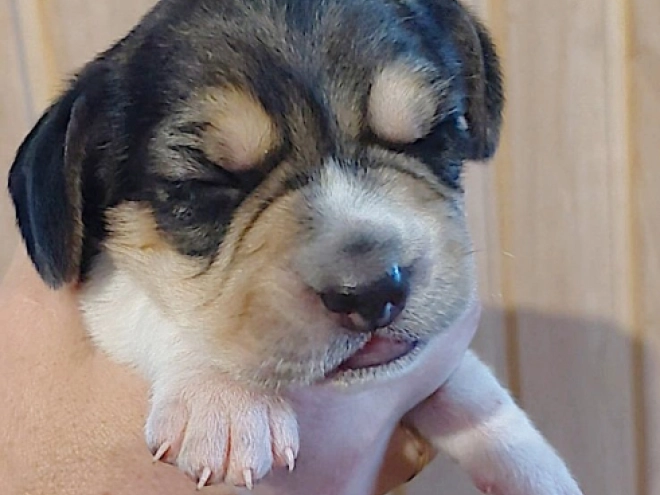 Perros Beagle en venta