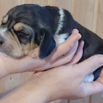 Sawyer, tricolor Beagle for sale