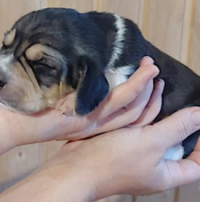 Perros Beagle en venta