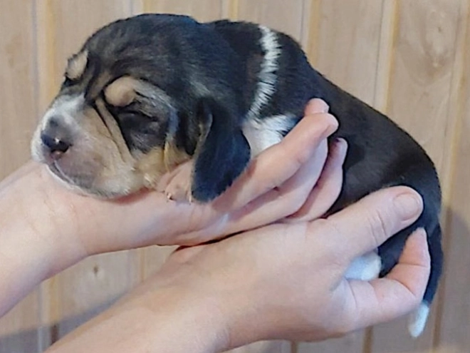 Perros Beagle en venta