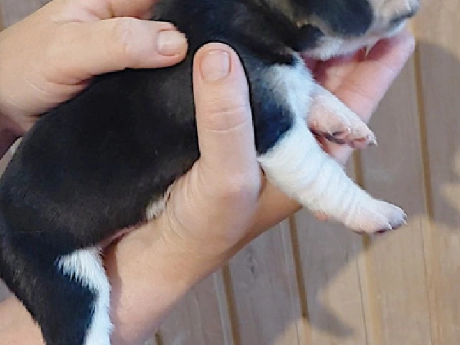 Perros Beagle en venta