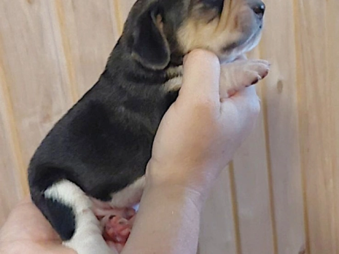 Perros Beagle en venta
