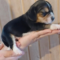 Smartie, tricolor Beagle for sale