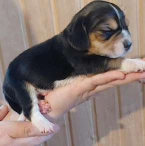 Perros Beagle en venta