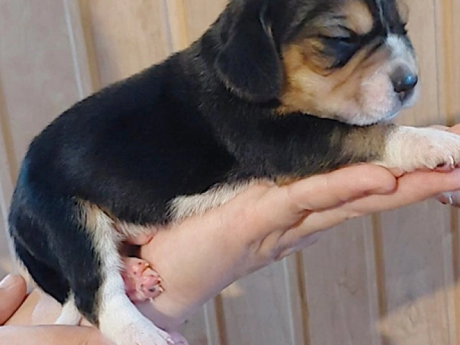 Perros Beagle en venta