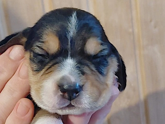Perros Beagle en venta