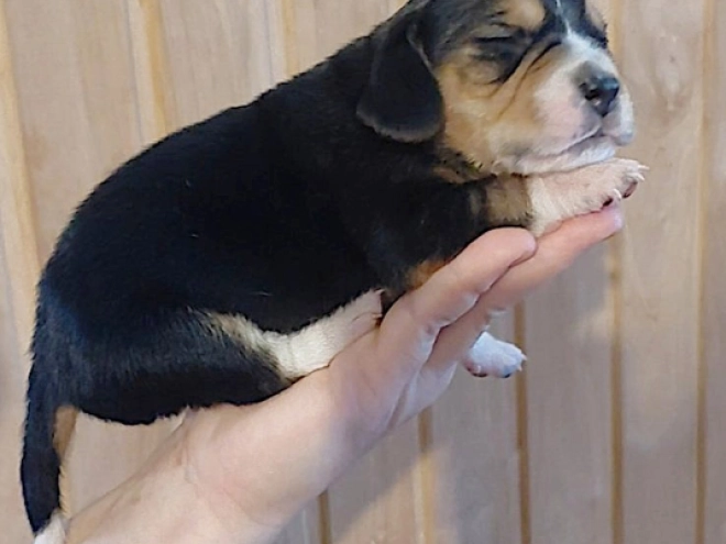 Perros Beagle en venta