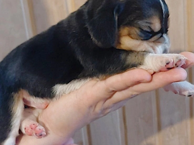 Perros Beagle en venta