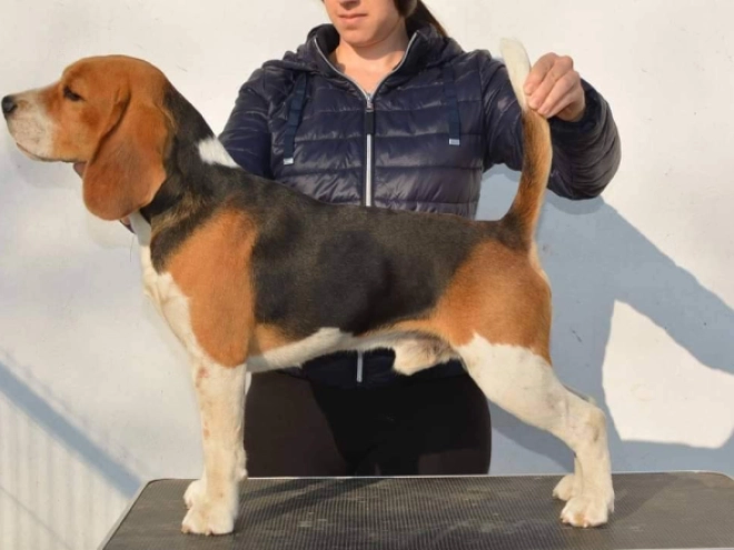 Perros Beagle en venta