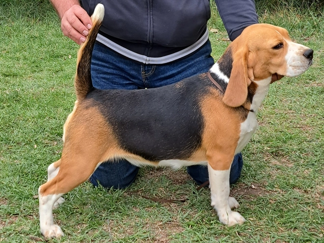 Beagle puppy for sale