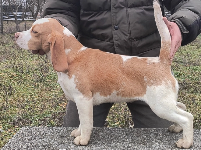 Beagle puppy for sale