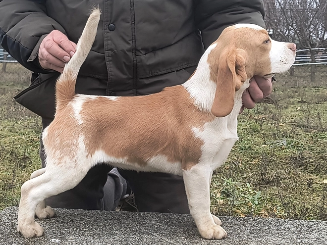 Beagle puppy for sale