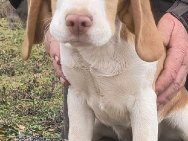 Beagle puppy for sale