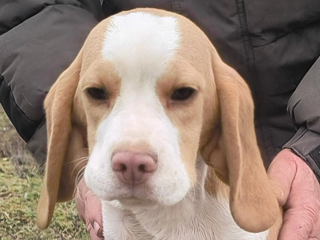 Beagle puppy for sale