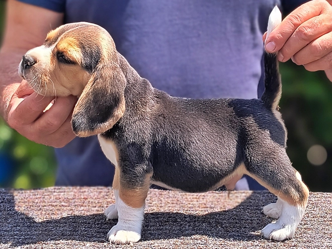 Beagle puppy for sale