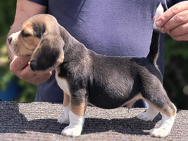 Beagle puppy for sale