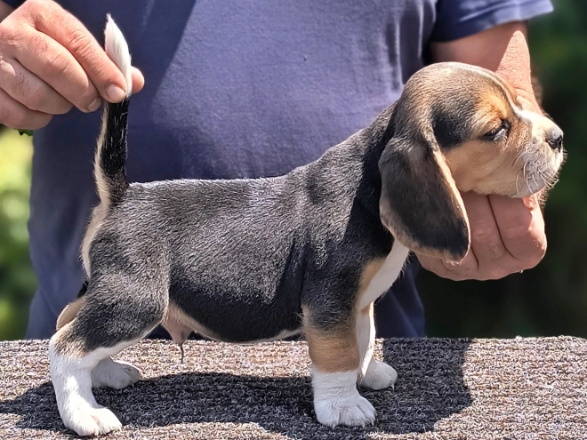 Beagle puppy for sale