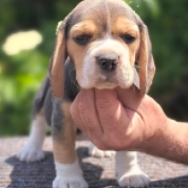 Smartie, tricolor Beagle Welpen kaufen
