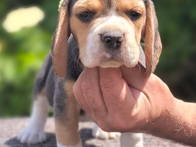Beagle puppy for sale