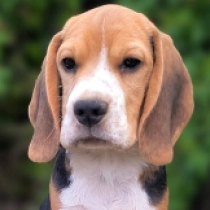 Harly, tricolor Beagle for sale