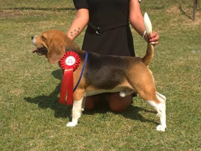 Beagle puppy for sale