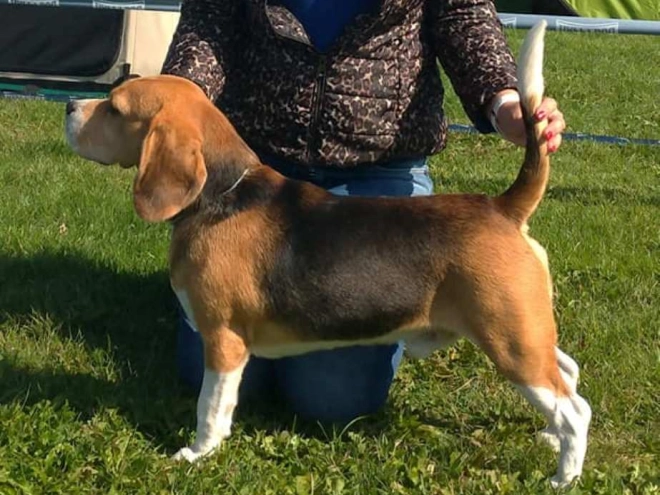 Beagle puppy for sale