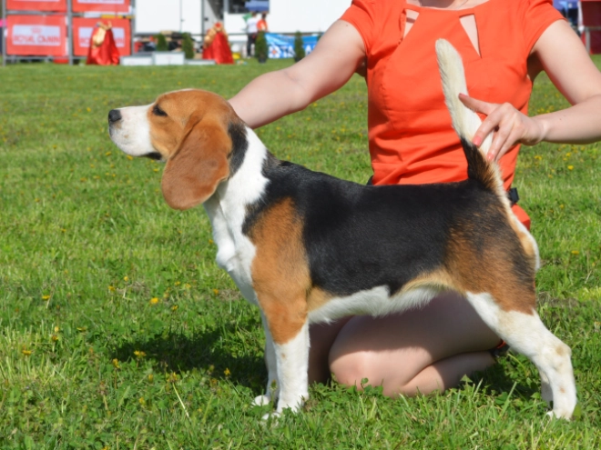 Beagle Welpe kaufen
