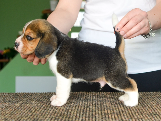 Perros Beagle en venta