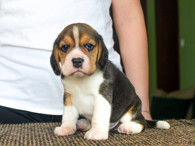 Perros Beagle en venta