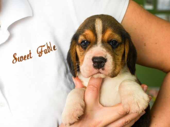 Perros Beagle en venta