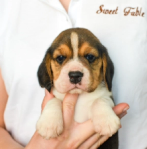 Perros Beagle en venta