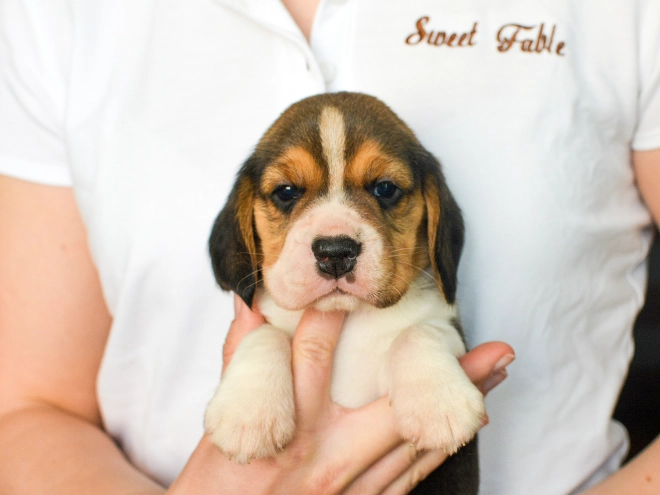 Perros Beagle en venta