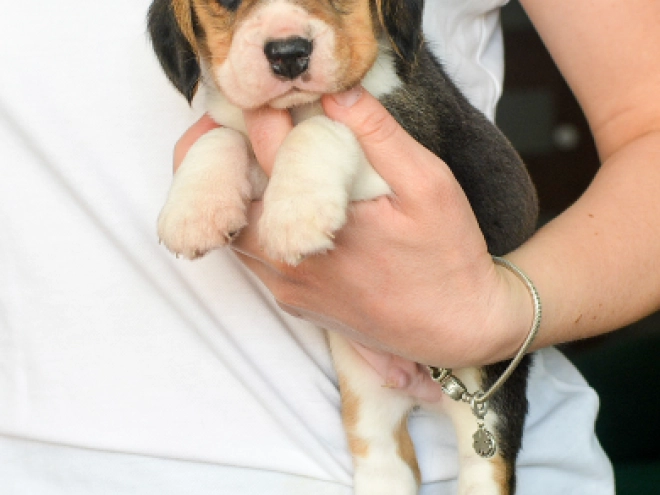 Perros Beagle en venta