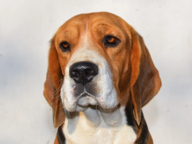 Perros Beagle en venta
