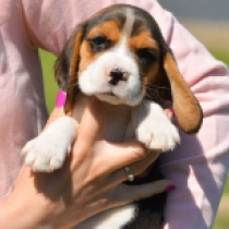 Beagle puppy for sale
