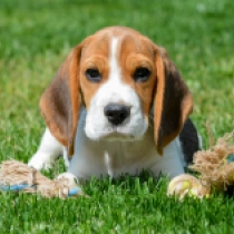 Gordon, tricolor Beagle Welpen kaufen