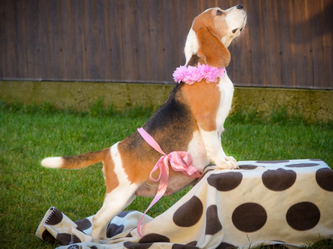 Beagle Welpe kaufen