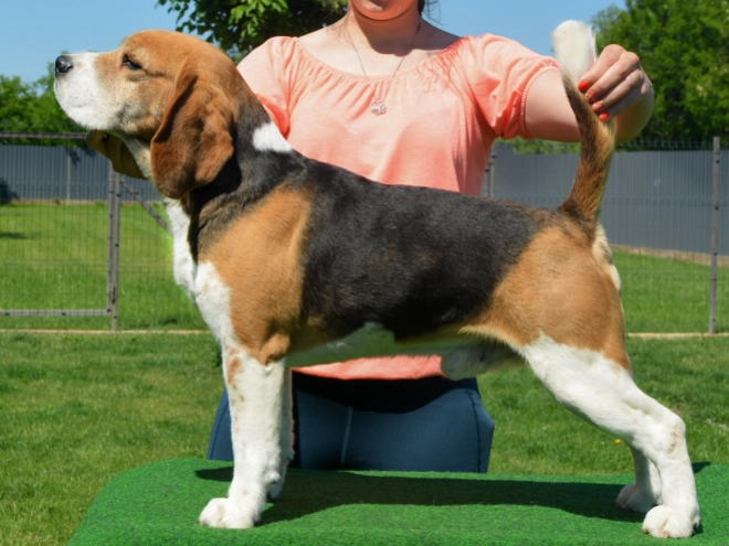 Beagle Welpe kaufen