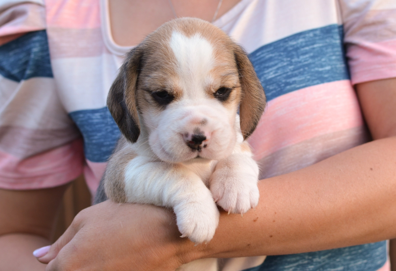 Beagle Rescue Pedigree Beagle Puppies For Sale Bunny Beagle Puppy