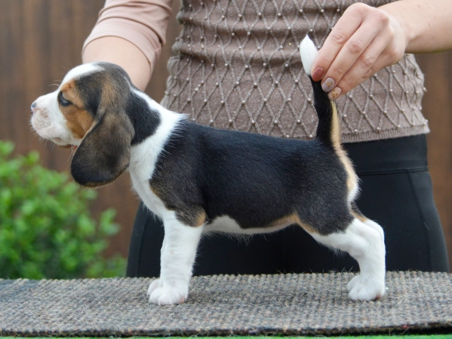 Perros Beagle en venta