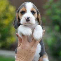Judy, tricolor Beagle en venta