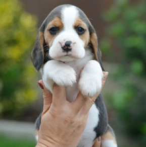 Beagle puppy for sale