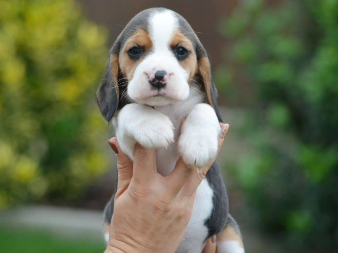 Perros Beagle en venta