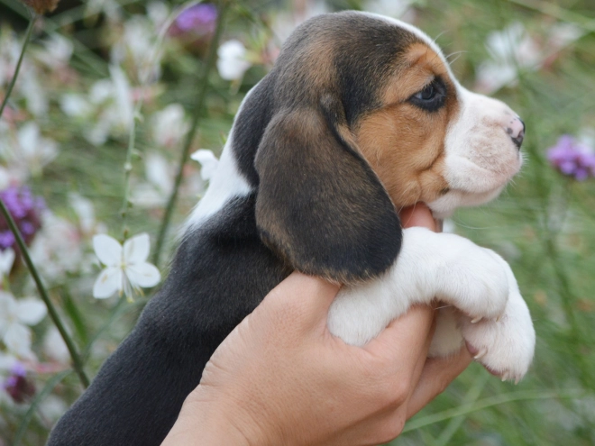 Perros Beagle en venta