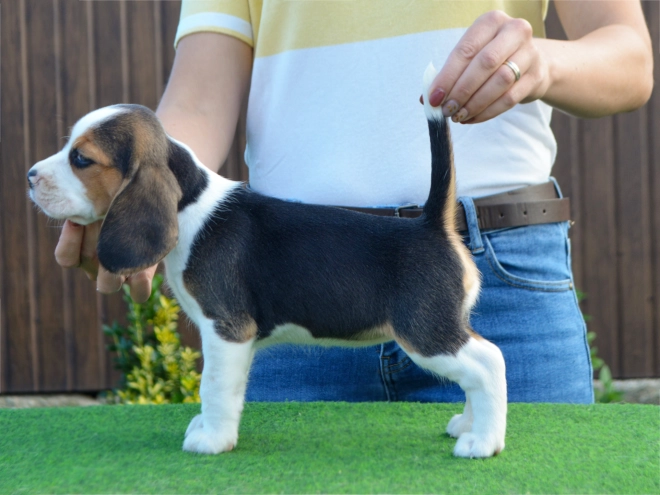 Perros Beagle en venta